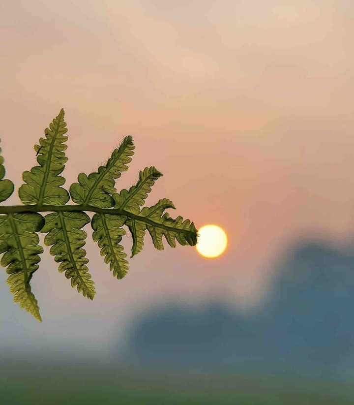 nature