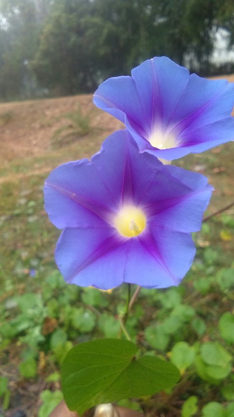 flower