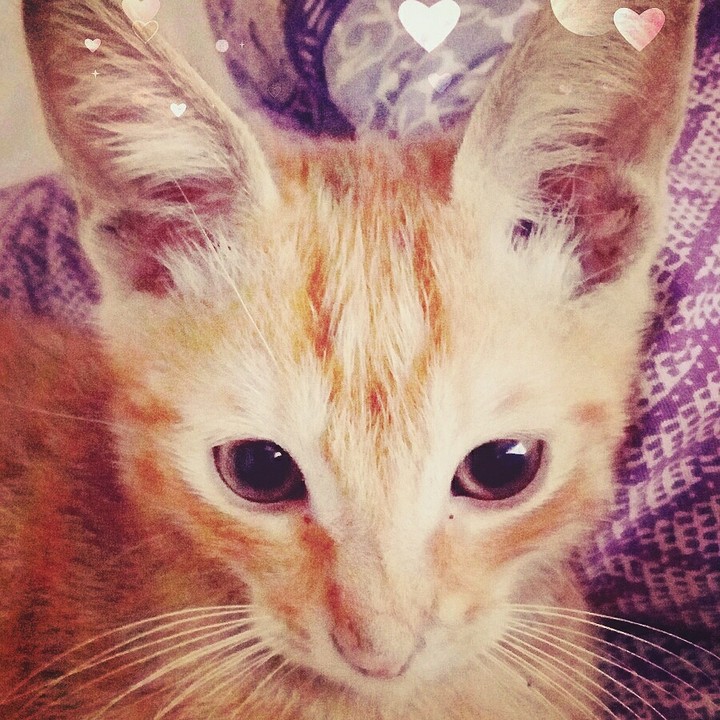 The Baby Cat