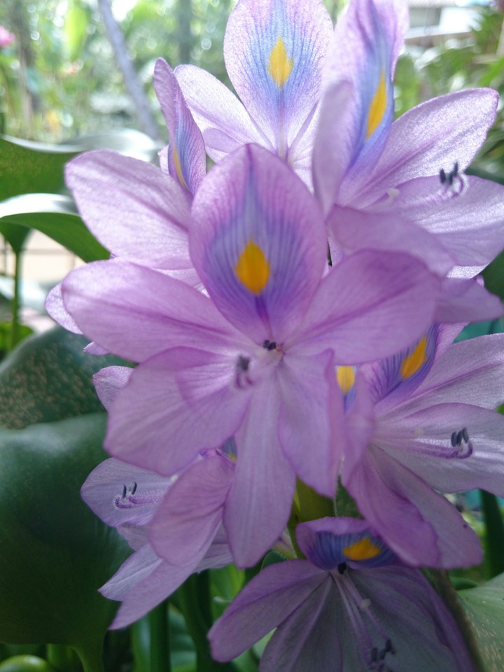 Peacock flower