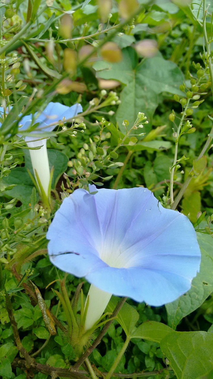 muito linda essa florzinha