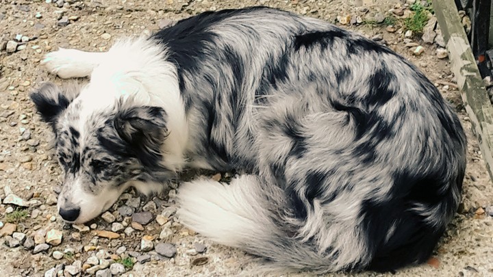 Sleepy Dog