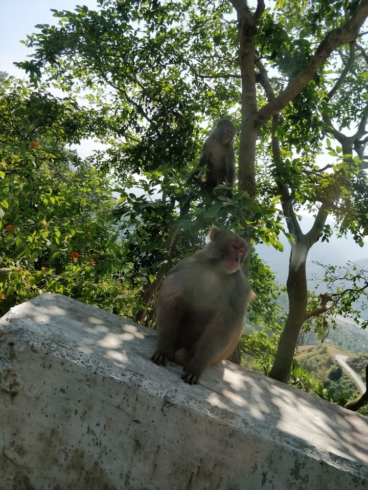 Monkeys