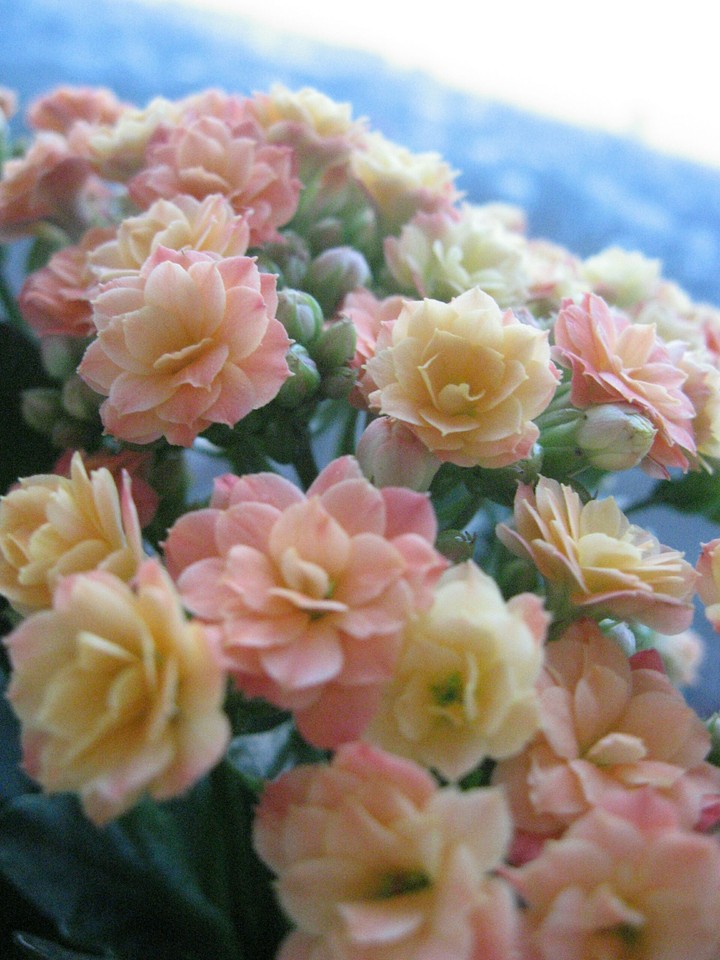Kalanchoe