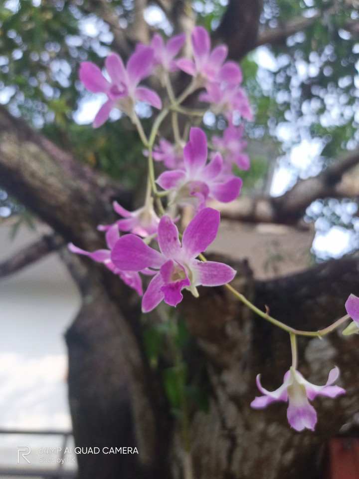 Orchid flowers