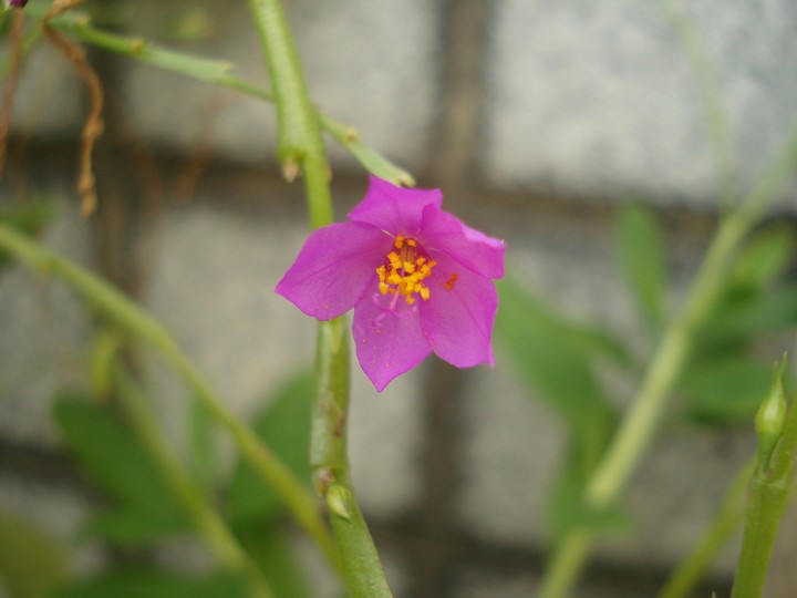 flower