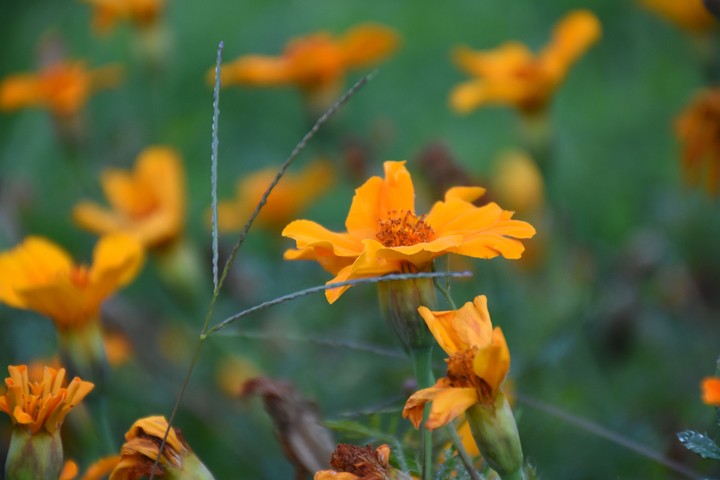 flower yellow
