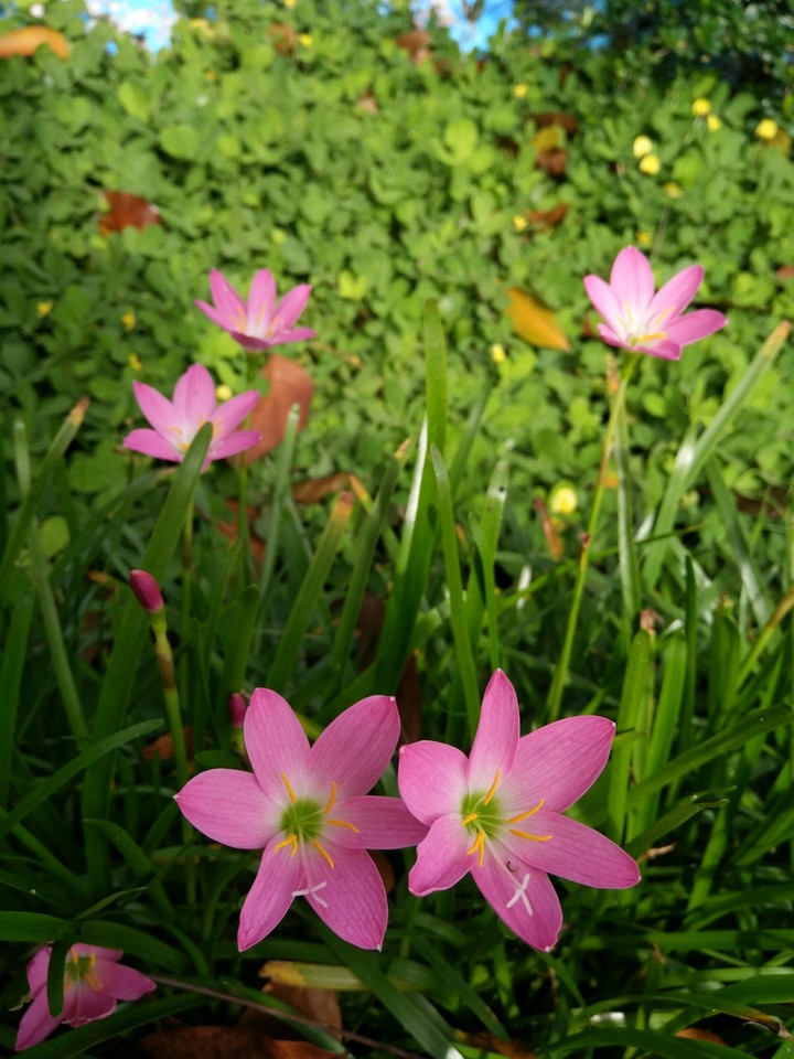 pink