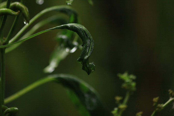 blurry background with curved leaves in rainy day