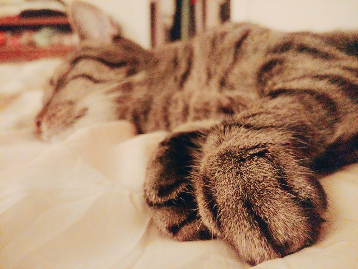Catnap2