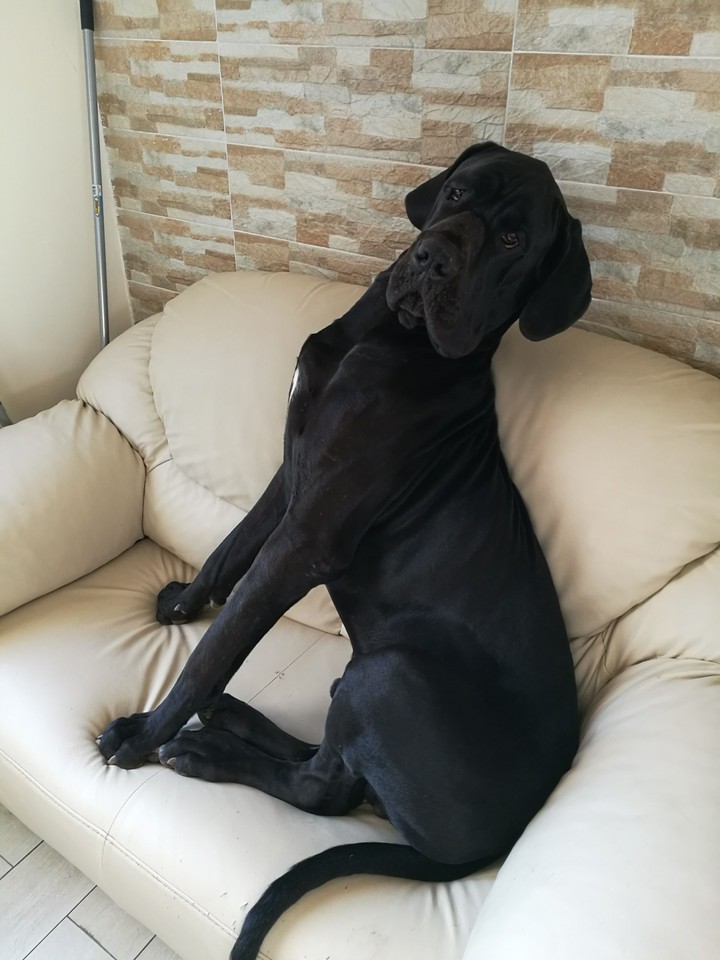Luis 2