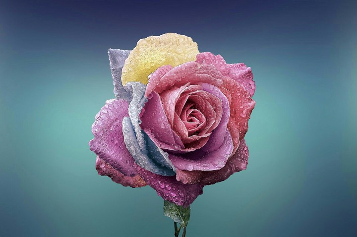 What Rose colour is your favourite?