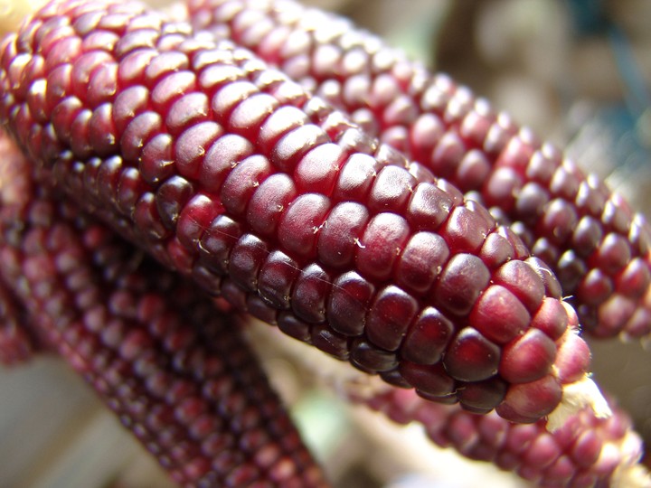 Corn