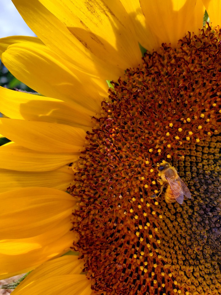 Hot summer sunflower