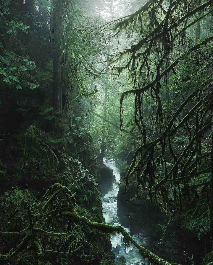 Deep on forest, British Columbia