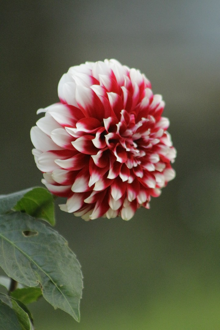 without flowers no pollination