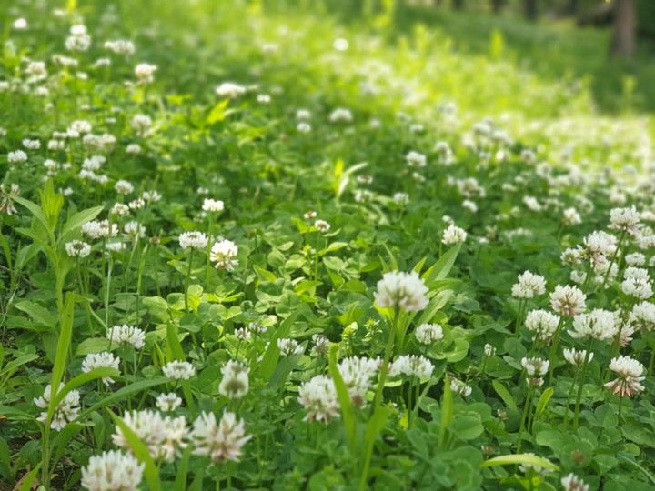 flower in spring
