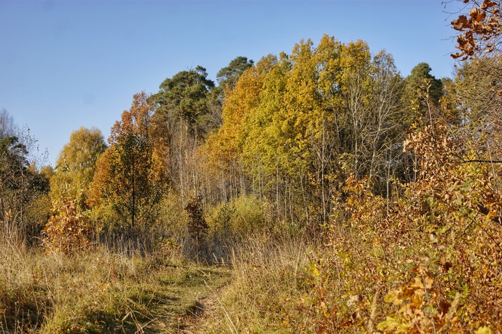 Autumn nature