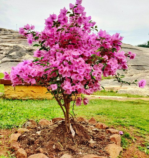 Bougainvillea Flowers ❤️❤️