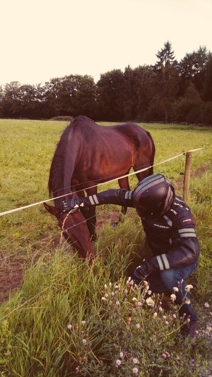 The Rider
