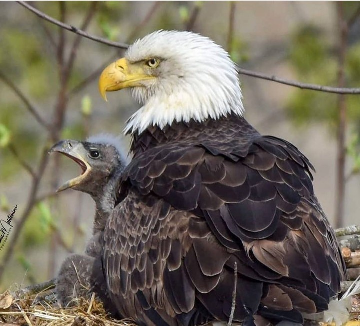 eagles