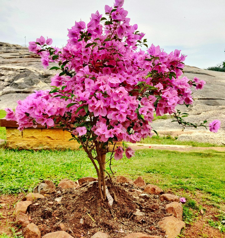 Bougainvillea Flowers ❤️❤️