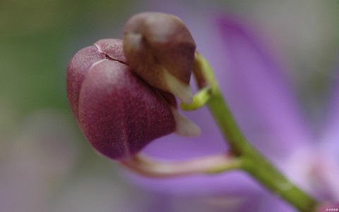 purple bud. my pic.