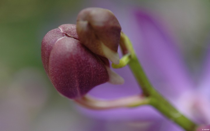 purple bud. my pic.