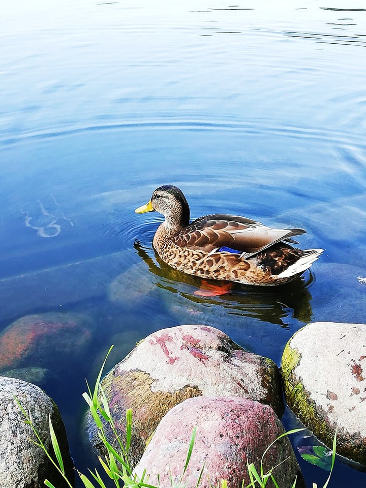 Ente