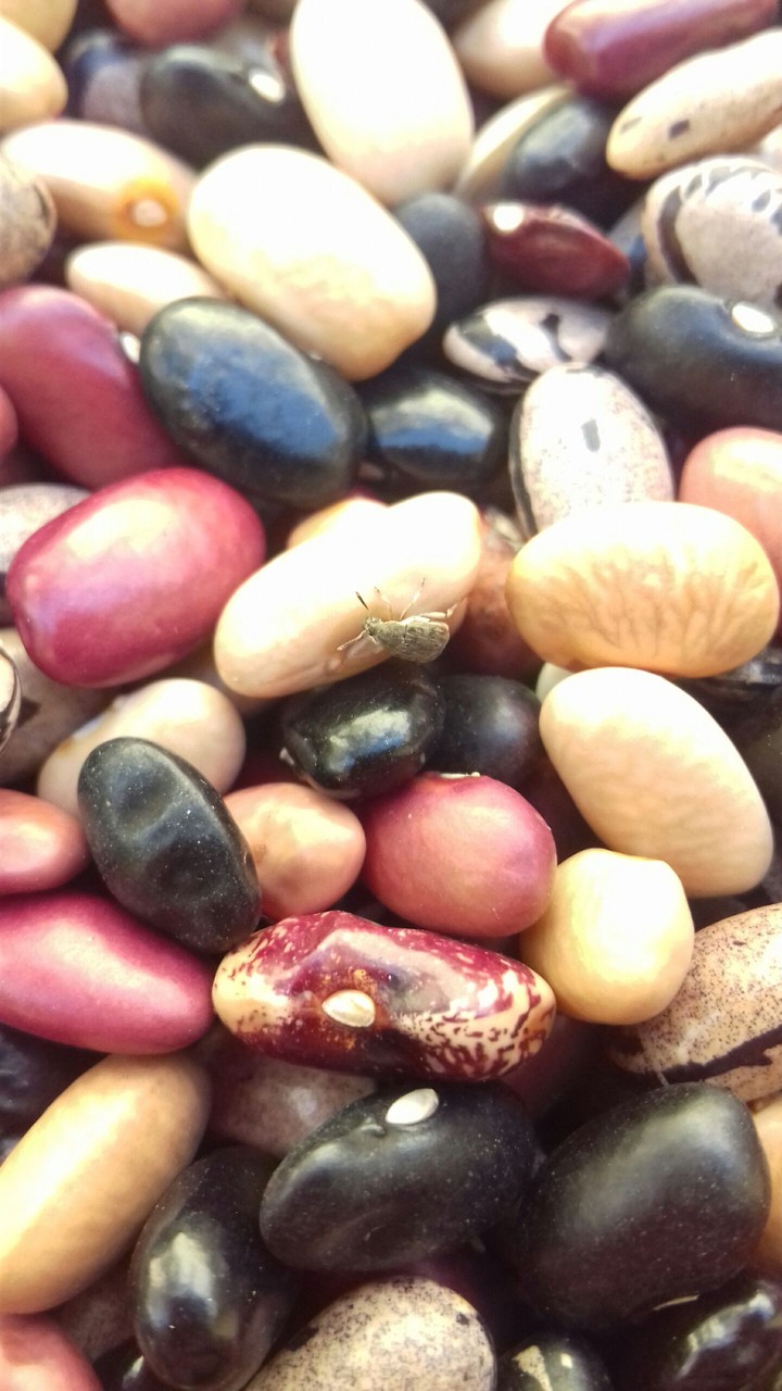 frijoles