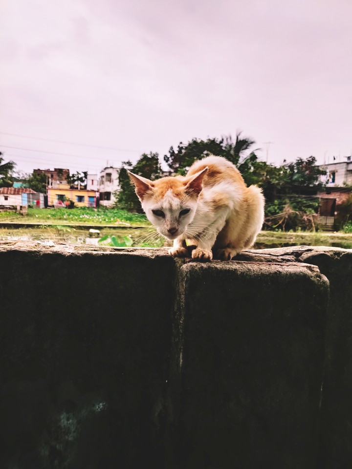 Cat eiD day
