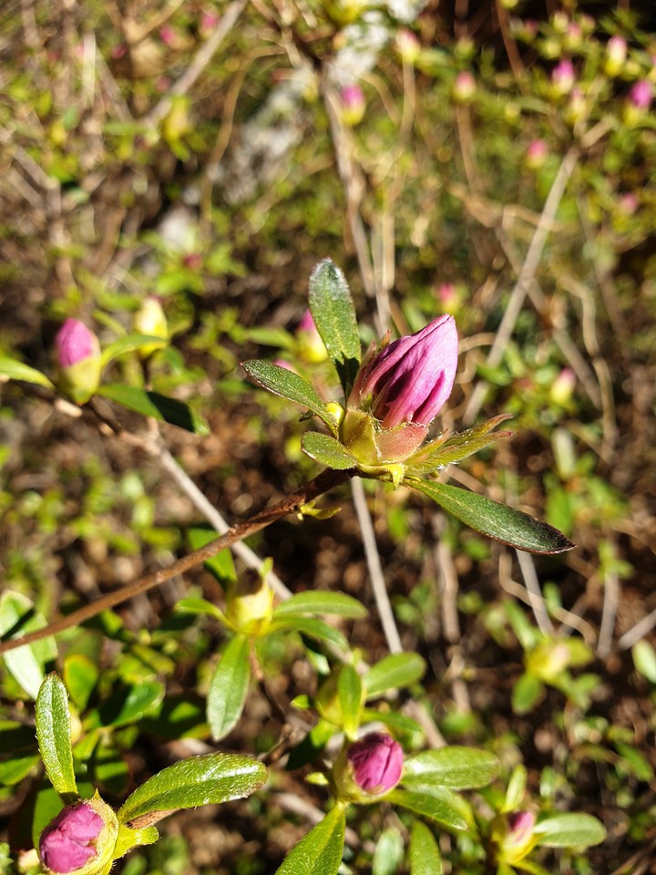spring