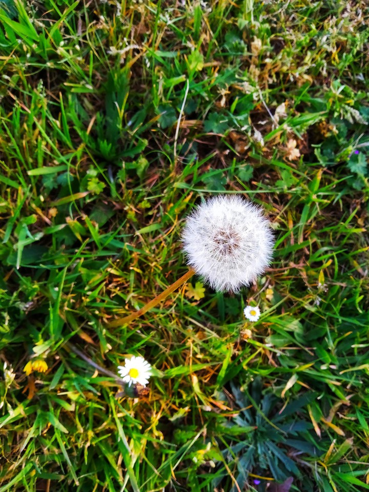 spring# nature