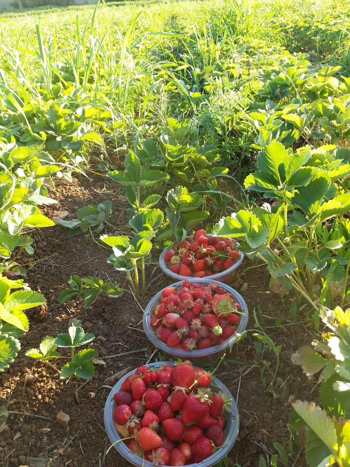 strawberry