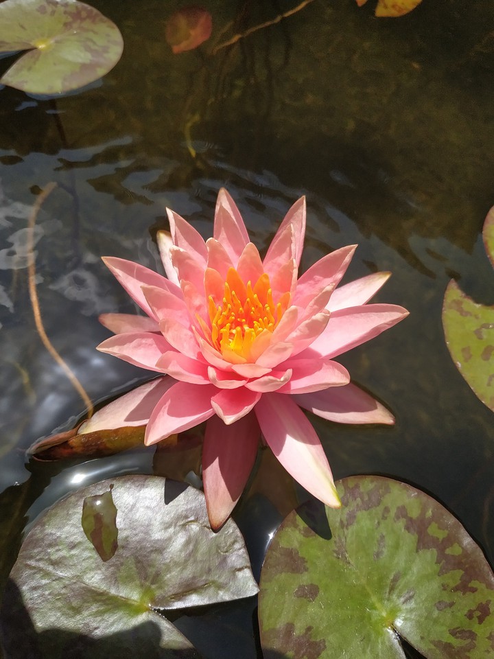 water lily