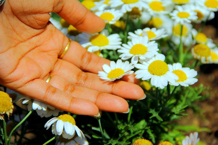 flower