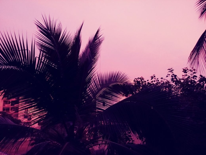 Evening Snaps