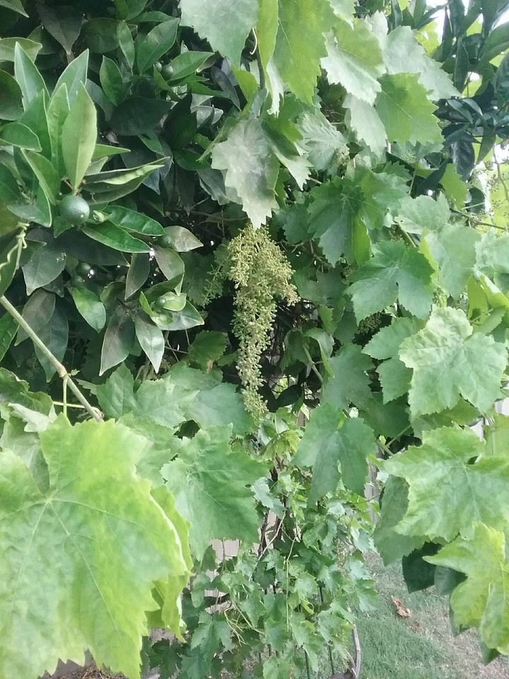grapes and citrus