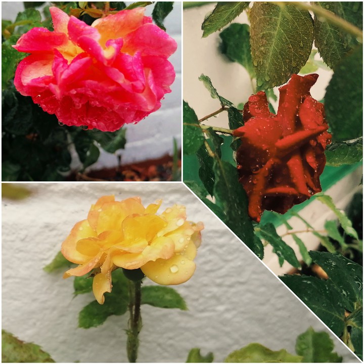 raindrops on roses