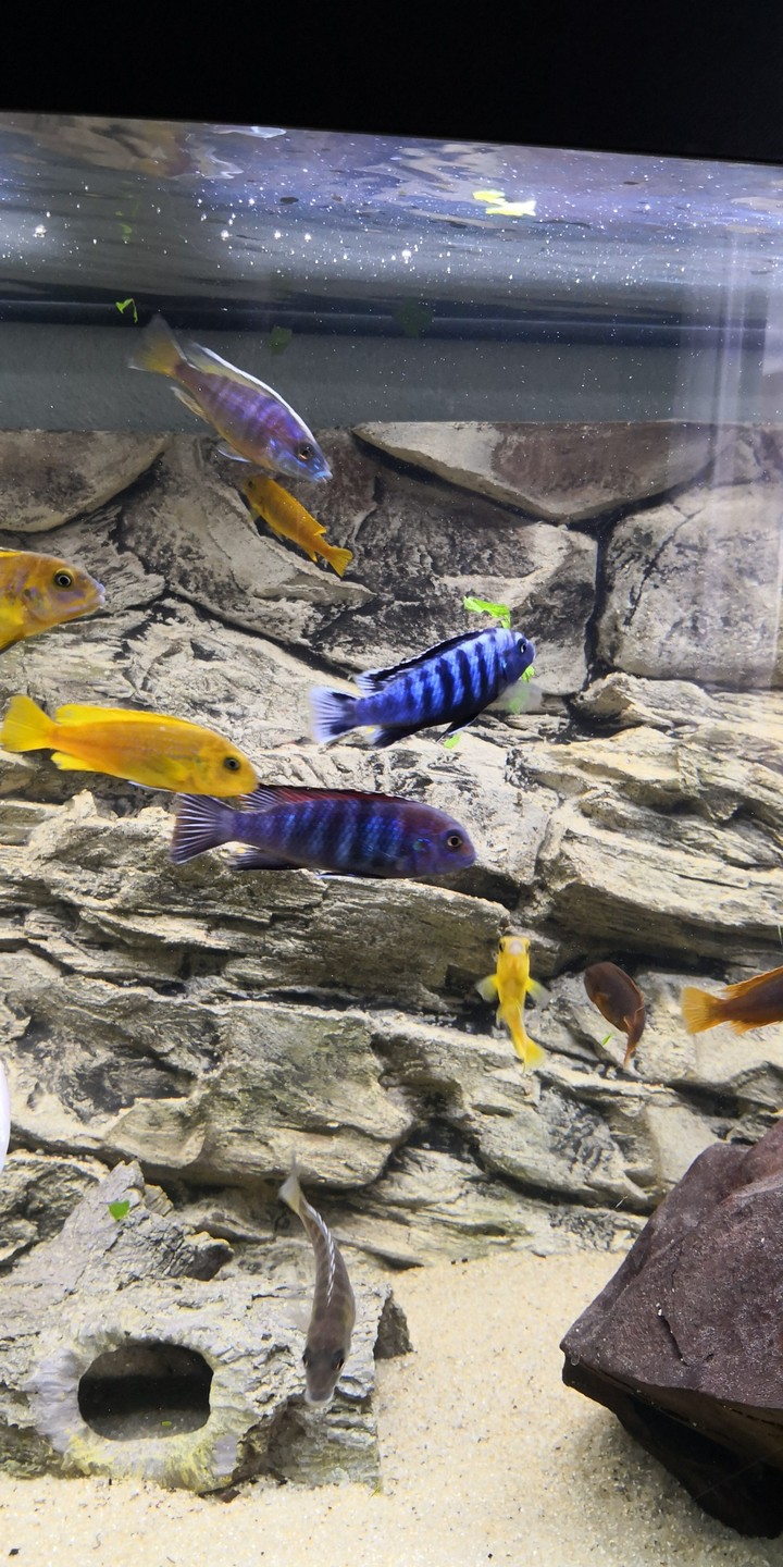 happy fish