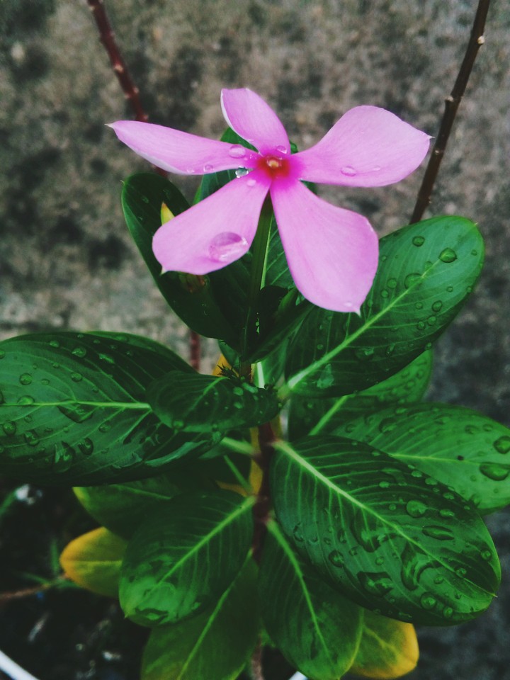 rainy