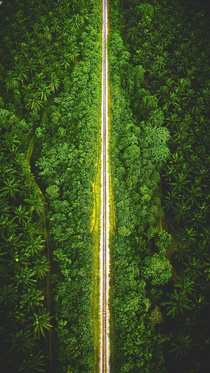 green forest