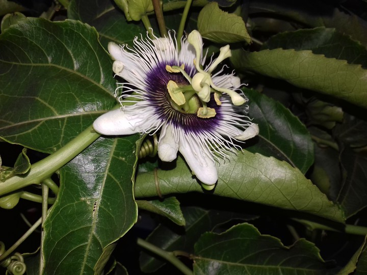 passion flower 2