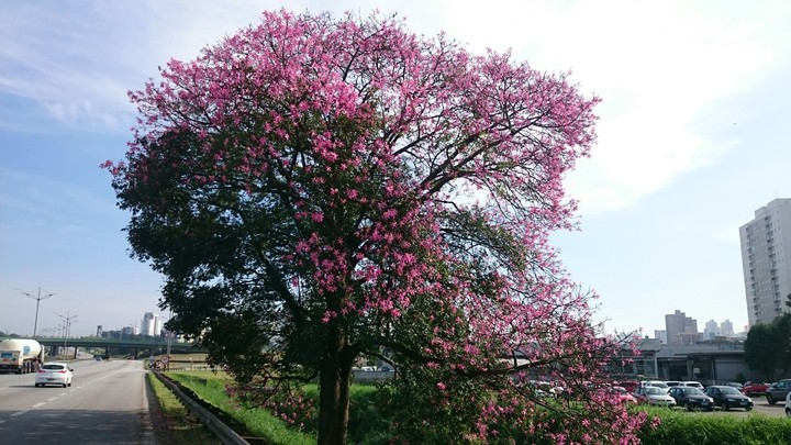Flor roxa