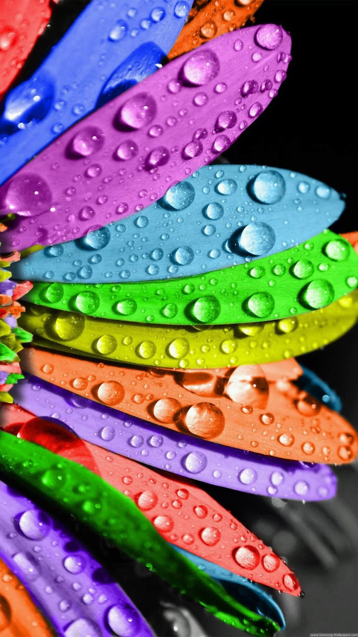 Colourful Flower