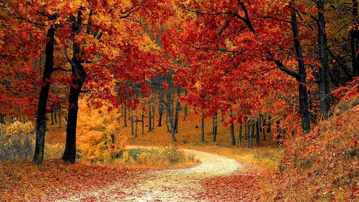 Autumn Fall (HD)