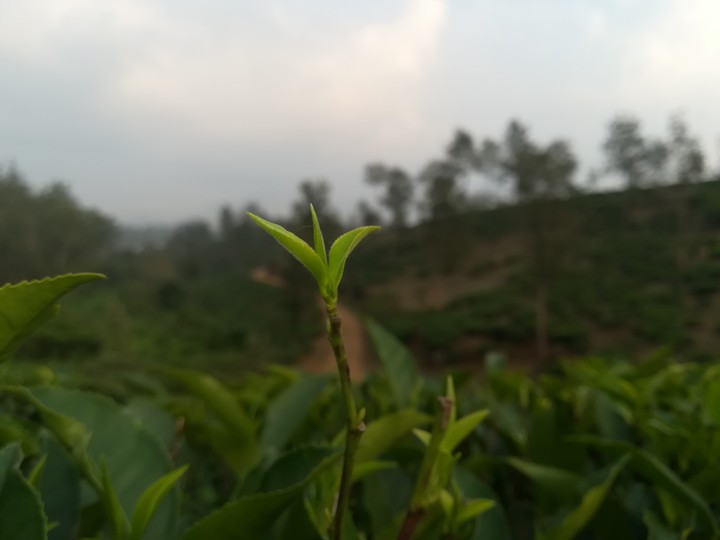 tea leaf