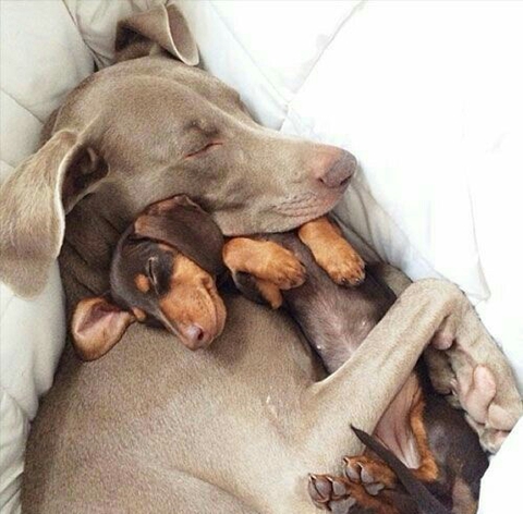 обои weimaraner, dog