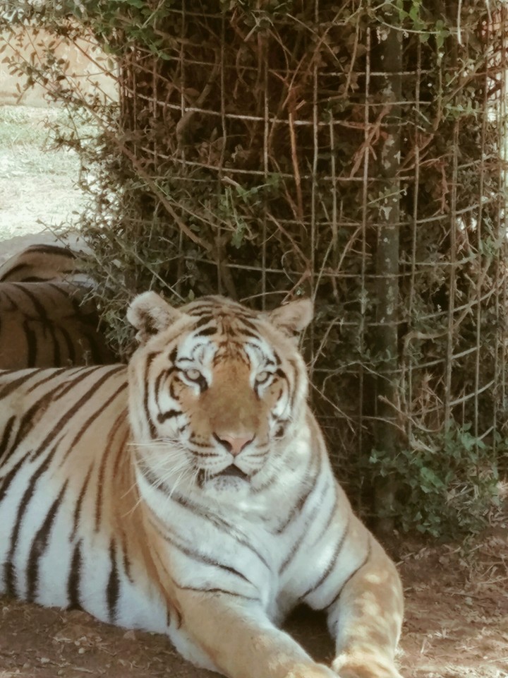 Tigre