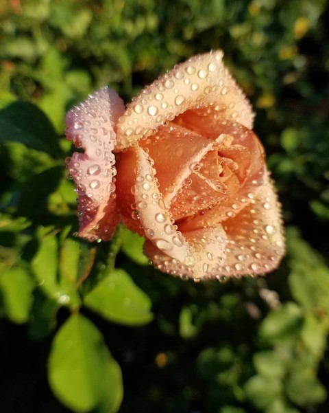 droplets